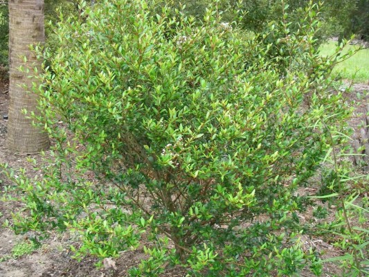 Walter's Viburnum